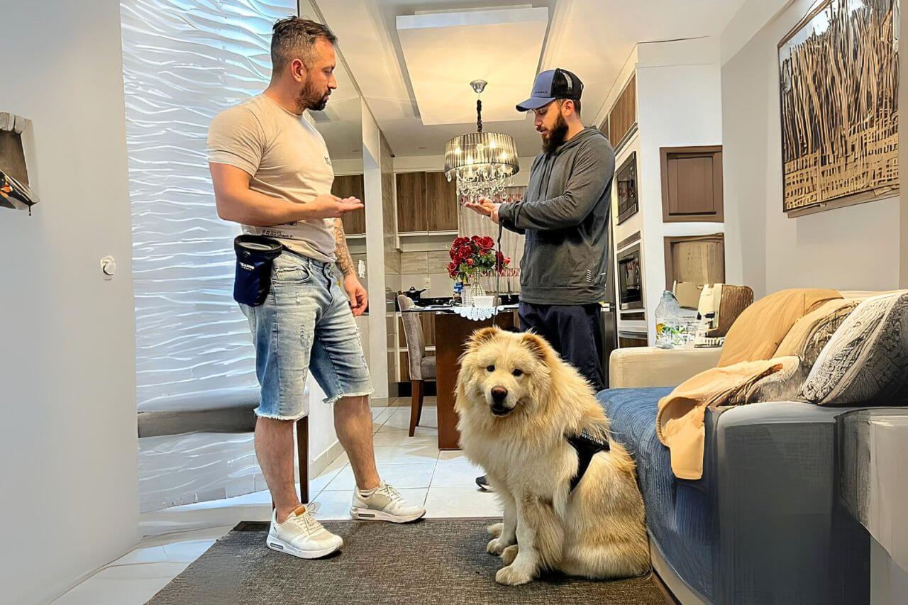 Chow Chow aluno adestramento