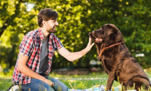 Quais os benefícios de adestrar um cachorro