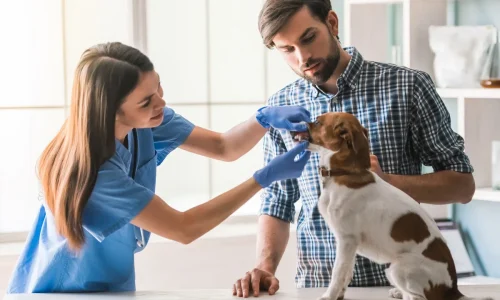 Como fazer cachorro gostar de veterinário