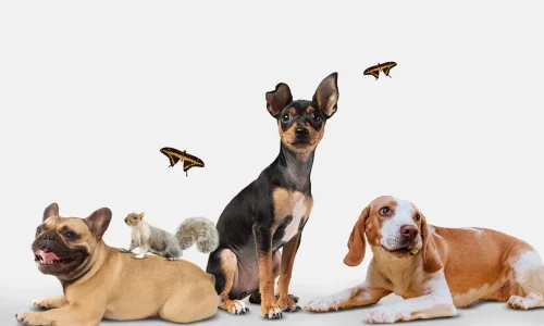 Como socializar os cães